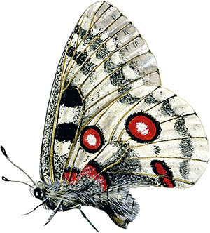 Иллюстрация к книге — Бабочки. Основы систематики, среда обитания, жизненный цикл и магия совершенства [i_035.jpg]