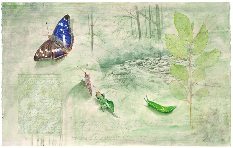 Иллюстрация к книге — Бабочки. Основы систематики, среда обитания, жизненный цикл и магия совершенства [i_036.jpg]