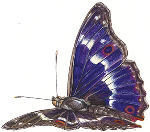 Иллюстрация к книге — Бабочки. Основы систематики, среда обитания, жизненный цикл и магия совершенства [i_037.jpg]