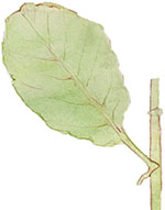 Иллюстрация к книге — Бабочки. Основы систематики, среда обитания, жизненный цикл и магия совершенства [i_038.jpg]