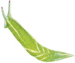 Иллюстрация к книге — Бабочки. Основы систематики, среда обитания, жизненный цикл и магия совершенства [i_040.jpg]