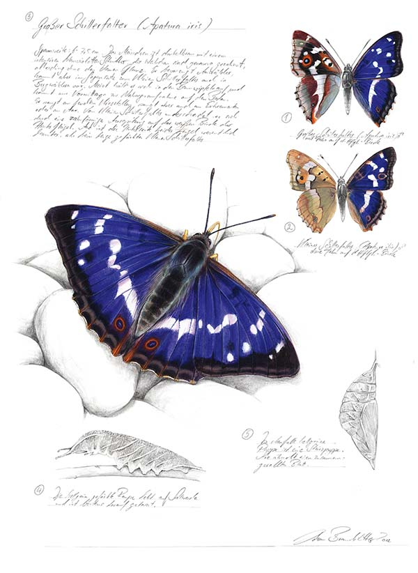 Иллюстрация к книге — Бабочки. Основы систематики, среда обитания, жизненный цикл и магия совершенства [i_041.jpg]