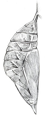 Иллюстрация к книге — Бабочки. Основы систематики, среда обитания, жизненный цикл и магия совершенства [i_042.jpg]