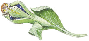 Иллюстрация к книге — Бабочки. Основы систематики, среда обитания, жизненный цикл и магия совершенства [i_043.jpg]