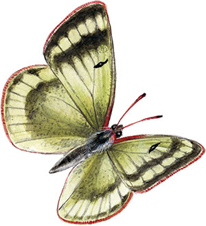 Иллюстрация к книге — Бабочки. Основы систематики, среда обитания, жизненный цикл и магия совершенства [i_046.jpg]