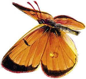 Иллюстрация к книге — Бабочки. Основы систематики, среда обитания, жизненный цикл и магия совершенства [i_047.jpg]