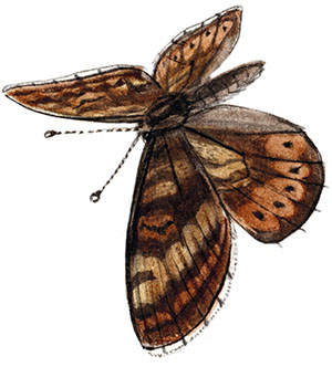 Иллюстрация к книге — Бабочки. Основы систематики, среда обитания, жизненный цикл и магия совершенства [i_048.jpg]