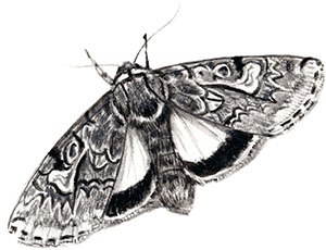 Иллюстрация к книге — Бабочки. Основы систематики, среда обитания, жизненный цикл и магия совершенства [i_050.jpg]