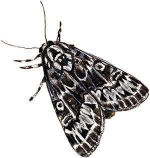 Иллюстрация к книге — Бабочки. Основы систематики, среда обитания, жизненный цикл и магия совершенства [i_051.jpg]