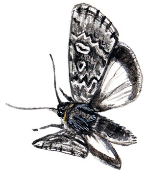 Иллюстрация к книге — Бабочки. Основы систематики, среда обитания, жизненный цикл и магия совершенства [i_052.jpg]