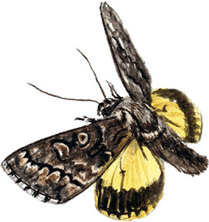 Иллюстрация к книге — Бабочки. Основы систематики, среда обитания, жизненный цикл и магия совершенства [i_053.jpg]