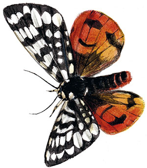 Иллюстрация к книге — Бабочки. Основы систематики, среда обитания, жизненный цикл и магия совершенства [i_055.jpg]