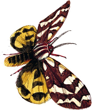 Иллюстрация к книге — Бабочки. Основы систематики, среда обитания, жизненный цикл и магия совершенства [i_056.jpg]