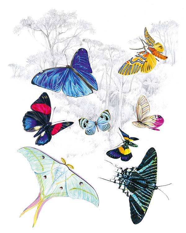 Иллюстрация к книге — Бабочки. Основы систематики, среда обитания, жизненный цикл и магия совершенства [i_057.jpg]