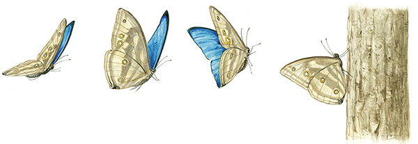 Иллюстрация к книге — Бабочки. Основы систематики, среда обитания, жизненный цикл и магия совершенства [i_061.jpg]