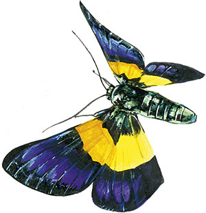 Иллюстрация к книге — Бабочки. Основы систематики, среда обитания, жизненный цикл и магия совершенства [i_067.jpg]