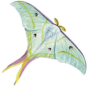 Иллюстрация к книге — Бабочки. Основы систематики, среда обитания, жизненный цикл и магия совершенства [i_068.jpg]