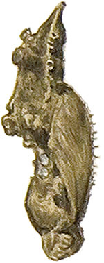 Иллюстрация к книге — Бабочки. Основы систематики, среда обитания, жизненный цикл и магия совершенства [i_070.jpg]