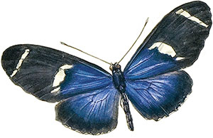 Иллюстрация к книге — Бабочки. Основы систематики, среда обитания, жизненный цикл и магия совершенства [i_071.jpg]