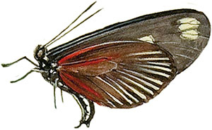 Иллюстрация к книге — Бабочки. Основы систематики, среда обитания, жизненный цикл и магия совершенства [i_072.jpg]