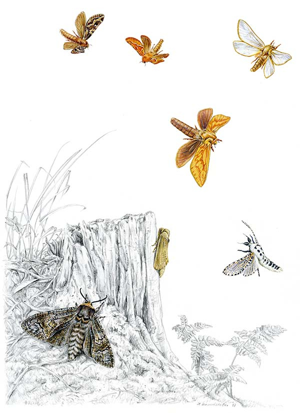 Иллюстрация к книге — Бабочки. Основы систематики, среда обитания, жизненный цикл и магия совершенства [i_077.jpg]