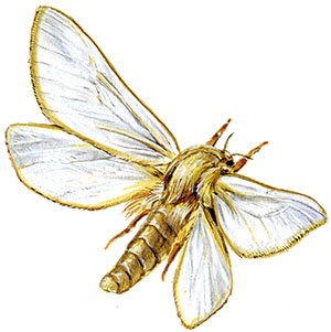 Иллюстрация к книге — Бабочки. Основы систематики, среда обитания, жизненный цикл и магия совершенства [i_078.jpg]