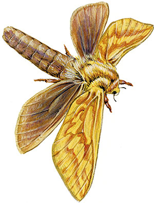 Иллюстрация к книге — Бабочки. Основы систематики, среда обитания, жизненный цикл и магия совершенства [i_079.jpg]