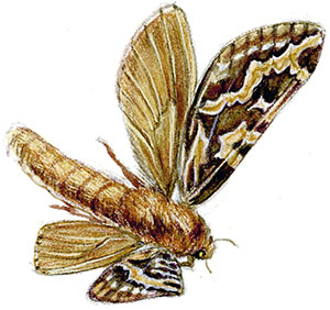 Иллюстрация к книге — Бабочки. Основы систематики, среда обитания, жизненный цикл и магия совершенства [i_081.jpg]