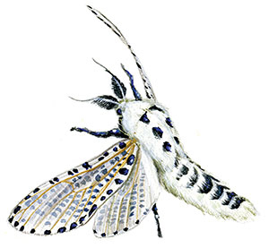 Иллюстрация к книге — Бабочки. Основы систематики, среда обитания, жизненный цикл и магия совершенства [i_082.jpg]