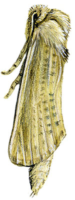 Иллюстрация к книге — Бабочки. Основы систематики, среда обитания, жизненный цикл и магия совершенства [i_083.jpg]