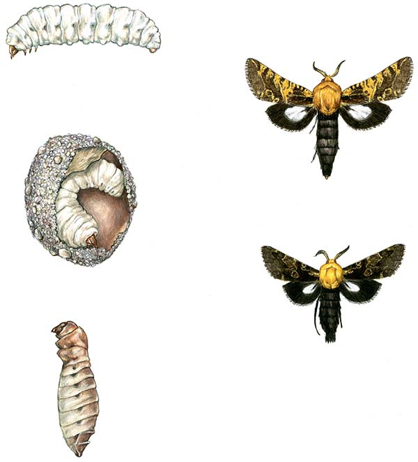 Иллюстрация к книге — Бабочки. Основы систематики, среда обитания, жизненный цикл и магия совершенства [i_086.jpg]