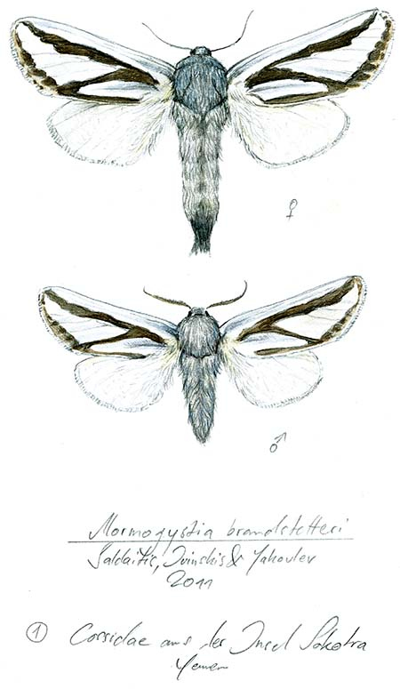 Иллюстрация к книге — Бабочки. Основы систематики, среда обитания, жизненный цикл и магия совершенства [i_087.jpg]