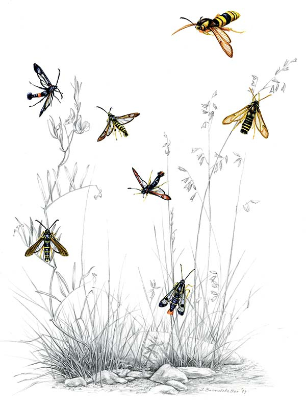 Иллюстрация к книге — Бабочки. Основы систематики, среда обитания, жизненный цикл и магия совершенства [i_088.jpg]