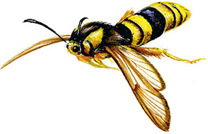 Иллюстрация к книге — Бабочки. Основы систематики, среда обитания, жизненный цикл и магия совершенства [i_089.jpg]