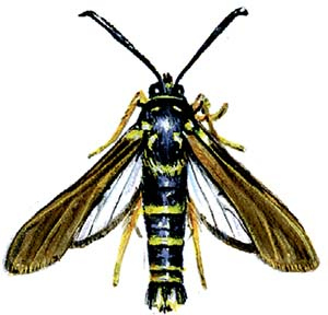 Иллюстрация к книге — Бабочки. Основы систематики, среда обитания, жизненный цикл и магия совершенства [i_091.jpg]