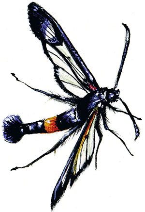 Иллюстрация к книге — Бабочки. Основы систематики, среда обитания, жизненный цикл и магия совершенства [i_094.jpg]