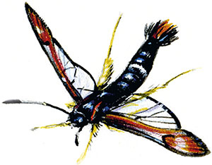 Иллюстрация к книге — Бабочки. Основы систематики, среда обитания, жизненный цикл и магия совершенства [i_096.jpg]