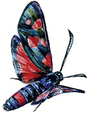 Иллюстрация к книге — Бабочки. Основы систематики, среда обитания, жизненный цикл и магия совершенства [i_100.jpg]