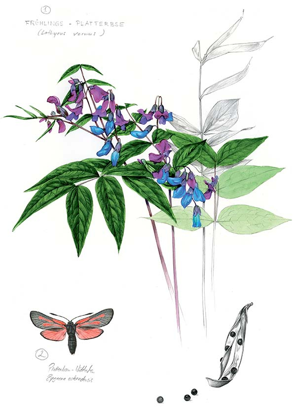 Иллюстрация к книге — Бабочки. Основы систематики, среда обитания, жизненный цикл и магия совершенства [i_101.jpg]