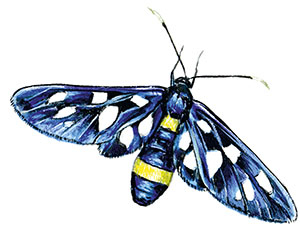 Иллюстрация к книге — Бабочки. Основы систематики, среда обитания, жизненный цикл и магия совершенства [i_102.jpg]