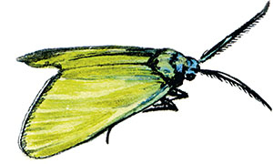 Иллюстрация к книге — Бабочки. Основы систематики, среда обитания, жизненный цикл и магия совершенства [i_103.jpg]