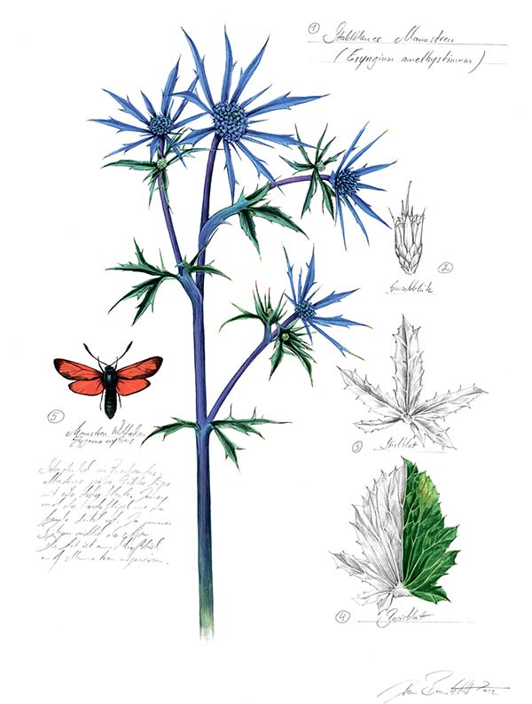 Иллюстрация к книге — Бабочки. Основы систематики, среда обитания, жизненный цикл и магия совершенства [i_104.jpg]