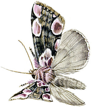 Иллюстрация к книге — Бабочки. Основы систематики, среда обитания, жизненный цикл и магия совершенства [i_108.jpg]