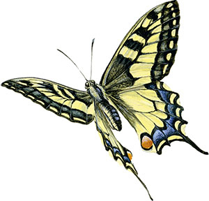 Иллюстрация к книге — Бабочки. Основы систематики, среда обитания, жизненный цикл и магия совершенства [i_110.jpg]