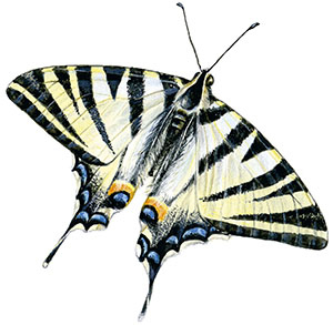 Иллюстрация к книге — Бабочки. Основы систематики, среда обитания, жизненный цикл и магия совершенства [i_111.jpg]