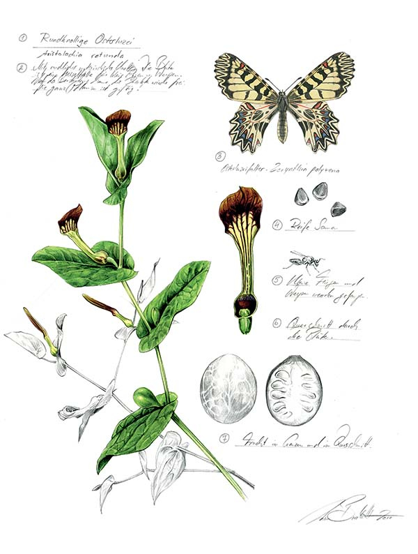 Иллюстрация к книге — Бабочки. Основы систематики, среда обитания, жизненный цикл и магия совершенства [i_112.jpg]