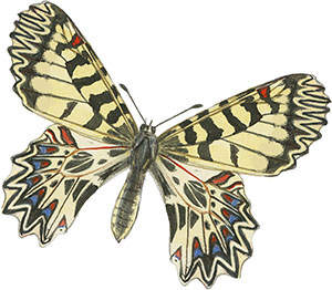 Иллюстрация к книге — Бабочки. Основы систематики, среда обитания, жизненный цикл и магия совершенства [i_113.jpg]