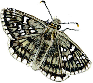 Иллюстрация к книге — Бабочки. Основы систематики, среда обитания, жизненный цикл и магия совершенства [i_114.jpg]