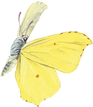 Иллюстрация к книге — Бабочки. Основы систематики, среда обитания, жизненный цикл и магия совершенства [i_118.jpg]