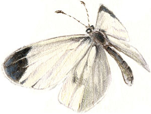 Иллюстрация к книге — Бабочки. Основы систематики, среда обитания, жизненный цикл и магия совершенства [i_122.jpg]